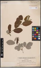 Foto von Salix caprea L.